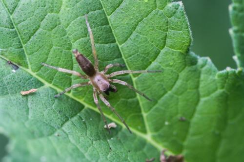 Clubiona sp.